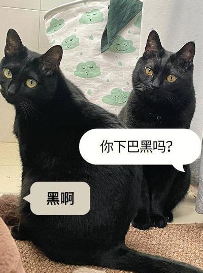 遇到黑猫|遇到黑猫各种预示什么（遇到黑猫是好事还是坏事）